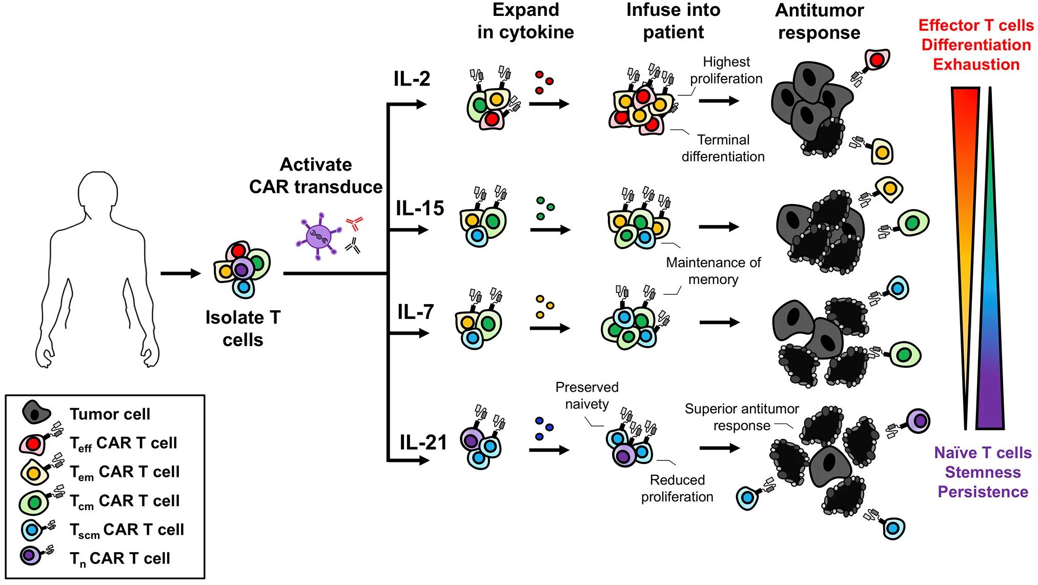 GMP级细胞因子：细胞治疗的“黄金搭档”