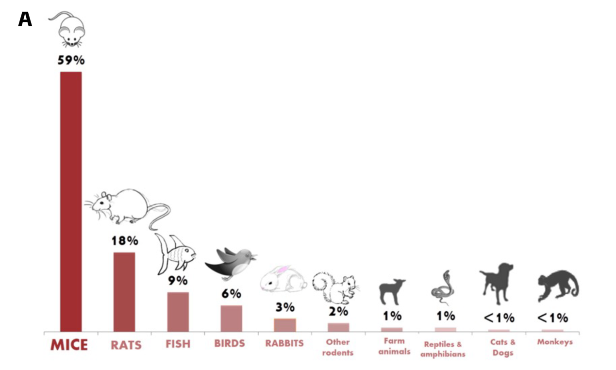 做老龄鼠实验的可能都不知道的事！