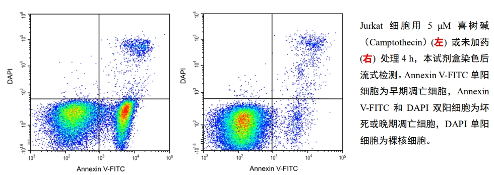 Annexin V-FITC / DAPI细胞凋亡检测试剂盒