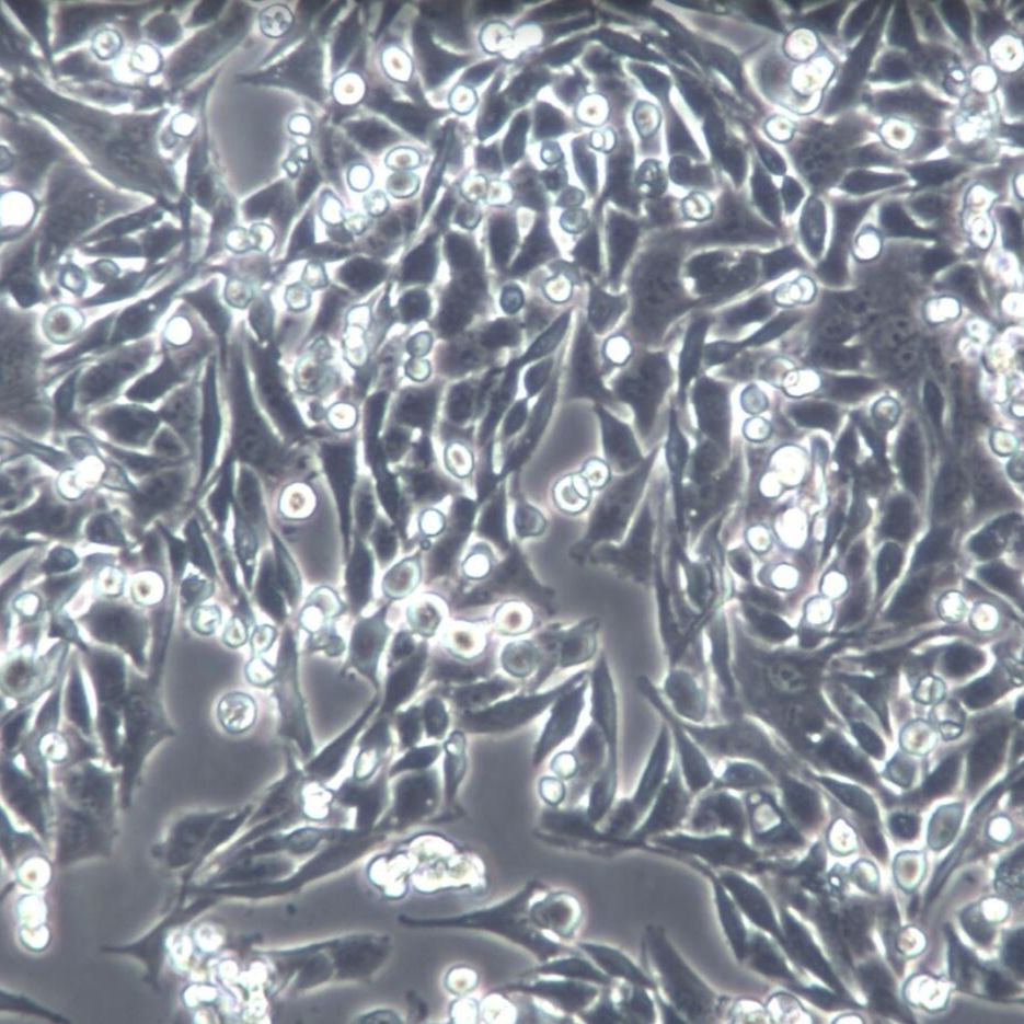 MB49-LUC小鼠膀胱癌细胞-荧光素酶标记 
