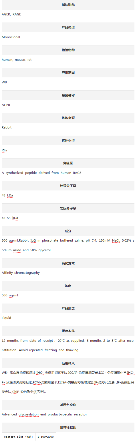Anti-RAGE/AGER Antibody