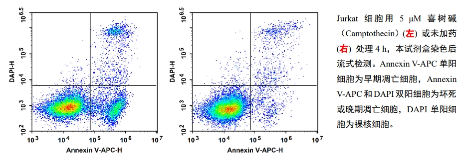 Annexin V-APC / DAPI荧光双染细胞凋亡检测