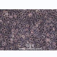 MLO-Y4小鼠骨样细胞