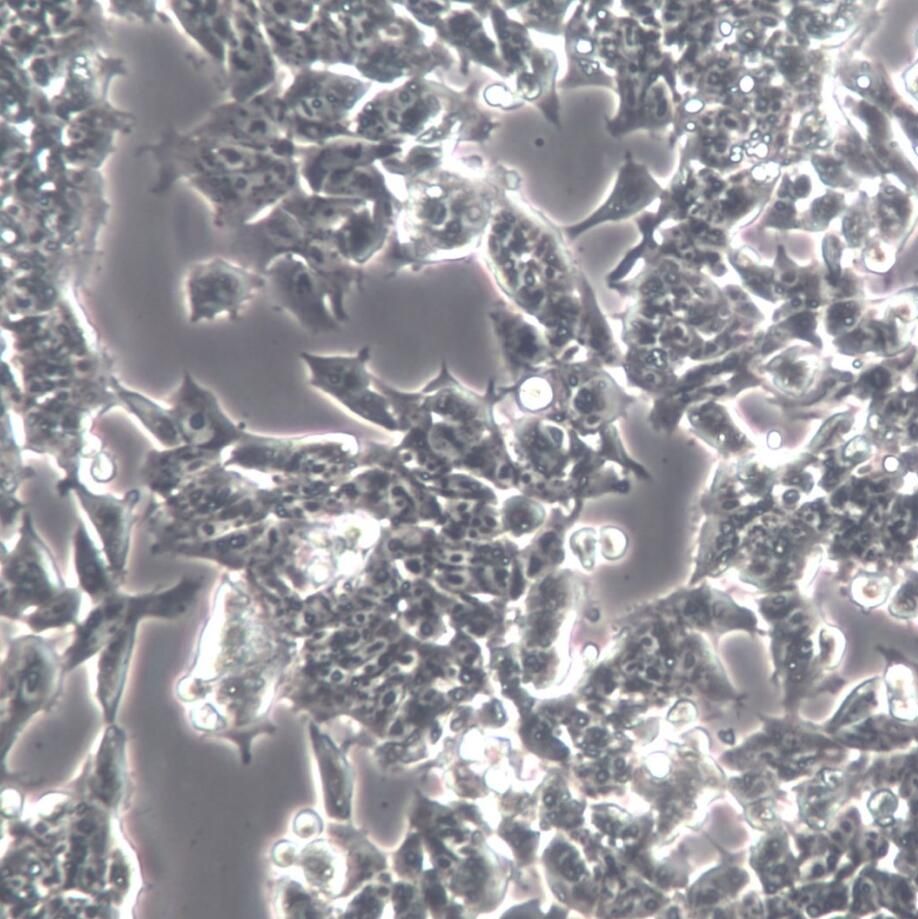 NE-4C、NE-4C细胞系、NE-4C细胞株、NE-4C小鼠神经干细胞