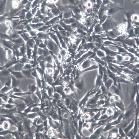 SCC-7小鼠鳞状细胞癌细胞
