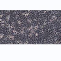 CT26.WT小鼠结肠腺癌细胞