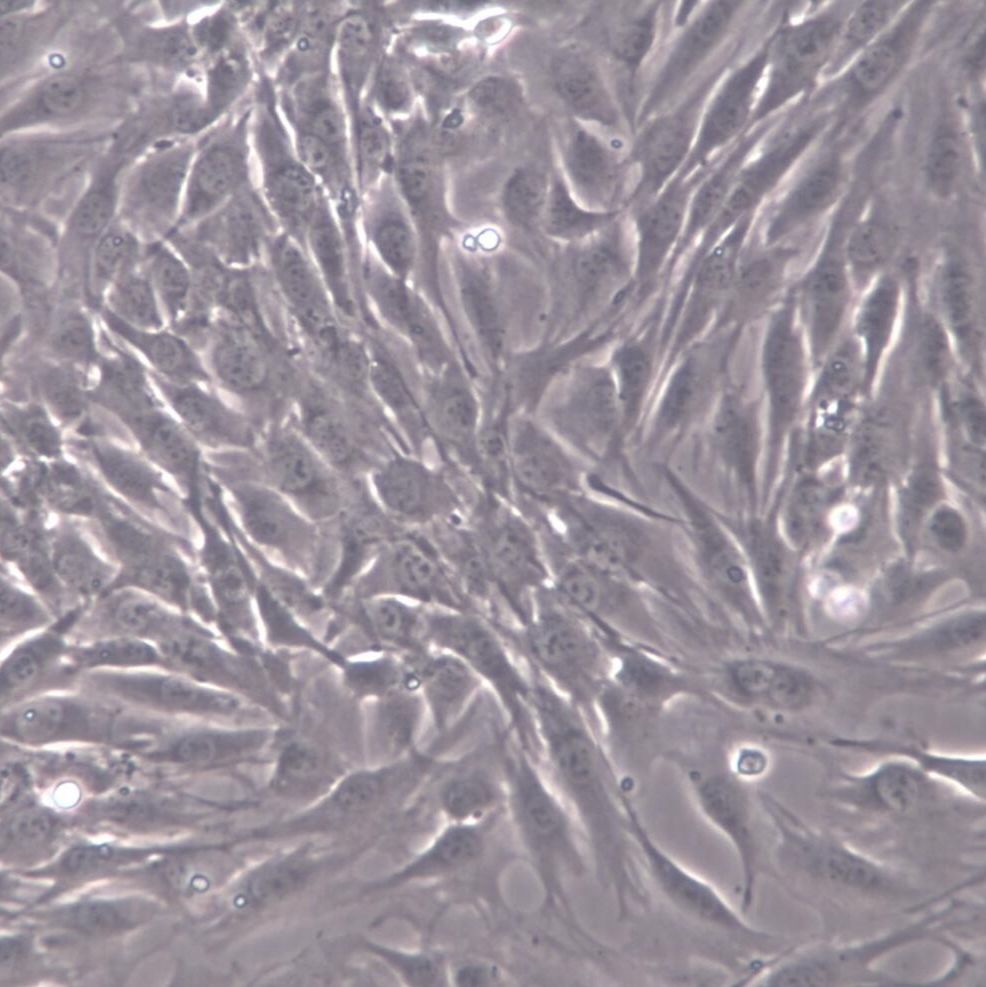 C2C12-RFP小鼠成肌细胞-红色标记 