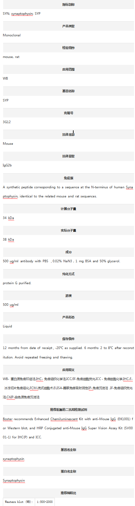 Anti-Synaptophysin/SYP Antibod