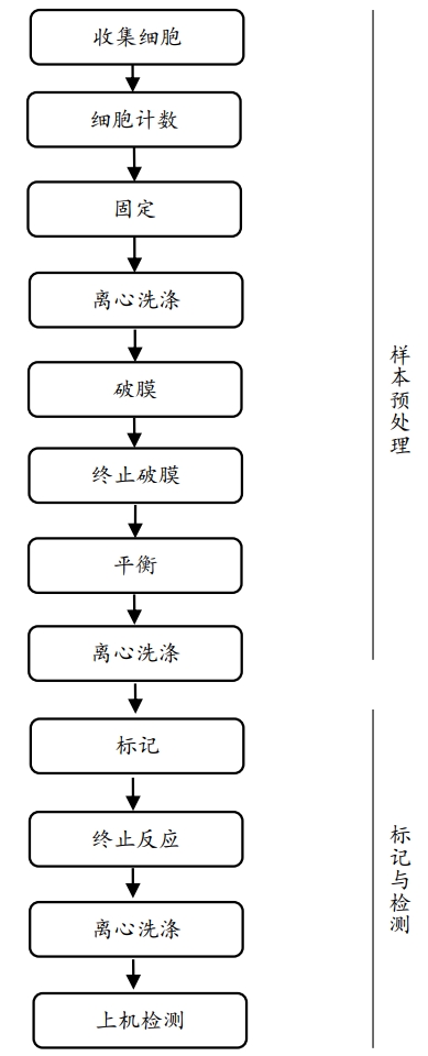 一步法TUNEL流式凋亡检测试剂盒（绿色，Elab Fluo
