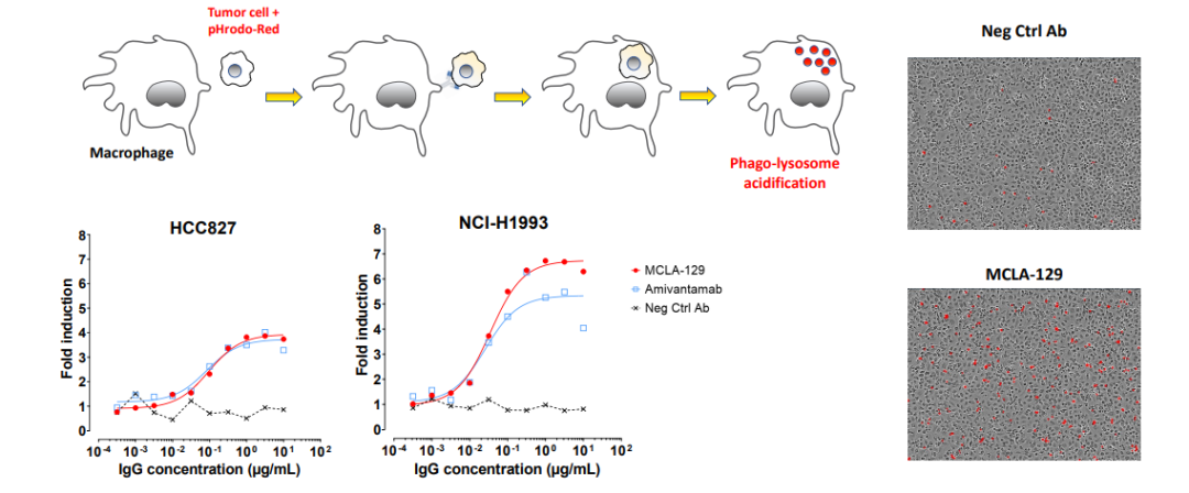 Incucyte助力临床前研究！小分子、抗体、细胞治疗应有尽有…