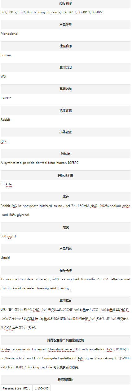 Anti-IGFBP2 Antibody