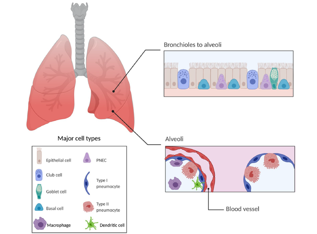 【on-target】AAV感染肺脏 | 血清型·启动子·注射用量 | 一篇就GO了！