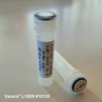 Vacara cat#10120  Mouse Anti-Collagen XI Antibody (L10D9)