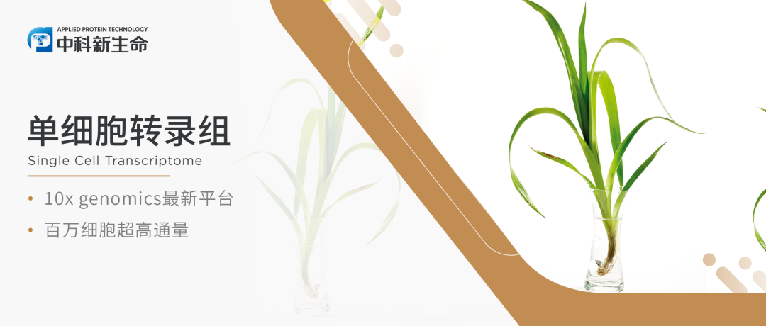 “单”刀“植”入 | 单细胞转录组揭秘草叶和叶舌平面生长的转录特点