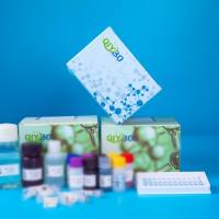 猪高密度脂蛋白(HDL)ELISA测试盒