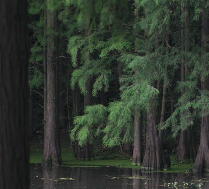 土壤，水体，动物粪便，湾区试剂盒助力环境DNA研究