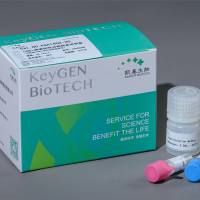 TUNEL检测阳性对照制备试剂盒（可配套TUNEL系列试剂盒使用）KGA1402-200