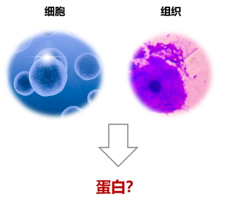 师姐熬夜爆痘整理的WB实验解析