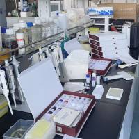 大鼠P选择素(P-Selectin/CD62P)ELISA试剂盒