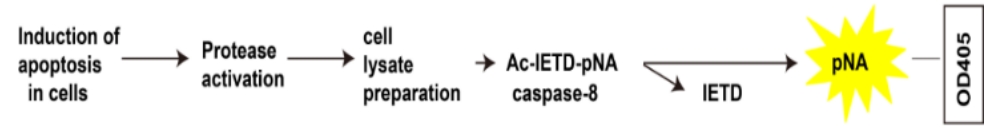 Caspase 8活性检测试剂盒(分光光度法)