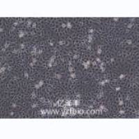 Renca小鼠肾癌细胞