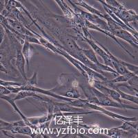 MRC-5人胚肺细胞