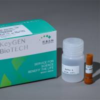 Hoechst 33258染色液(即用型)