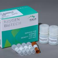 Ki67细胞增殖检测试剂盒（IHC法）