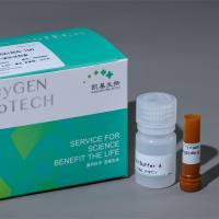 Hoechst 33342染色液