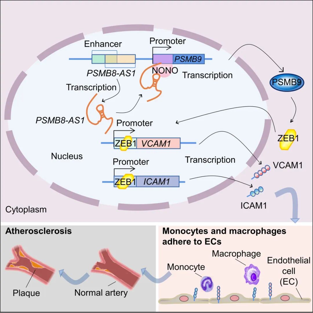 lncRNA研究进展盘点丨20231215期