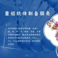 重组抗体制备|抗体制备|抗体定制