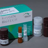 PCNA细胞增殖检测试剂盒（ICF/FACS法）