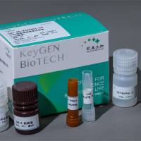 PCNA细胞增殖检测试剂盒（IHC法）