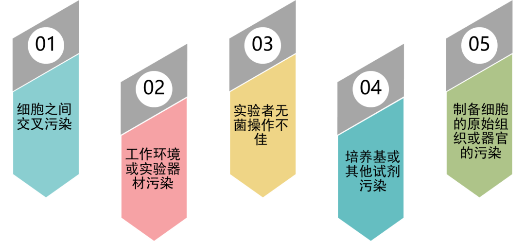 GMycSpray 支原体喷雾试剂