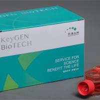 MDA-MB-231 人乳腺癌细胞；肋膜积腋（转移）KGG3220-1