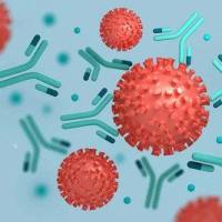 多抗定制|单抗定制|抗体制备