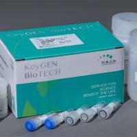 乙酰胆碱转移酶（ChAT）测试盒