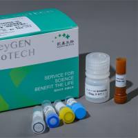 细胞有丝分裂指数分析试剂盒