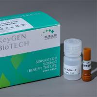 细胞核染料Hoechst 33258