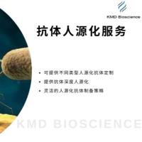 人源化抗体