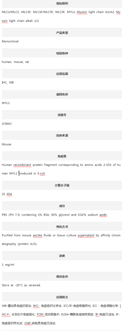 Anti-MYL1 Antibody (Clone#OTI4