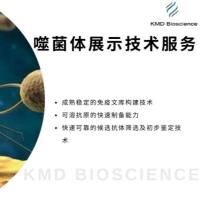 噬菌体展示|M13噬菌体|T4噬菌体|T7噬菌体