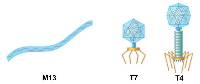 噬菌体展示|M13噬菌体|T4噬菌体|T7噬菌体