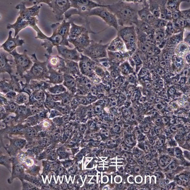 Hepa 1-6小鼠肝癌细胞