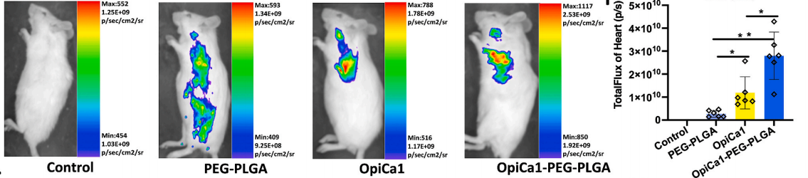 小动物活体成像系统在急性心力衰竭小鼠模型治疗中的应用