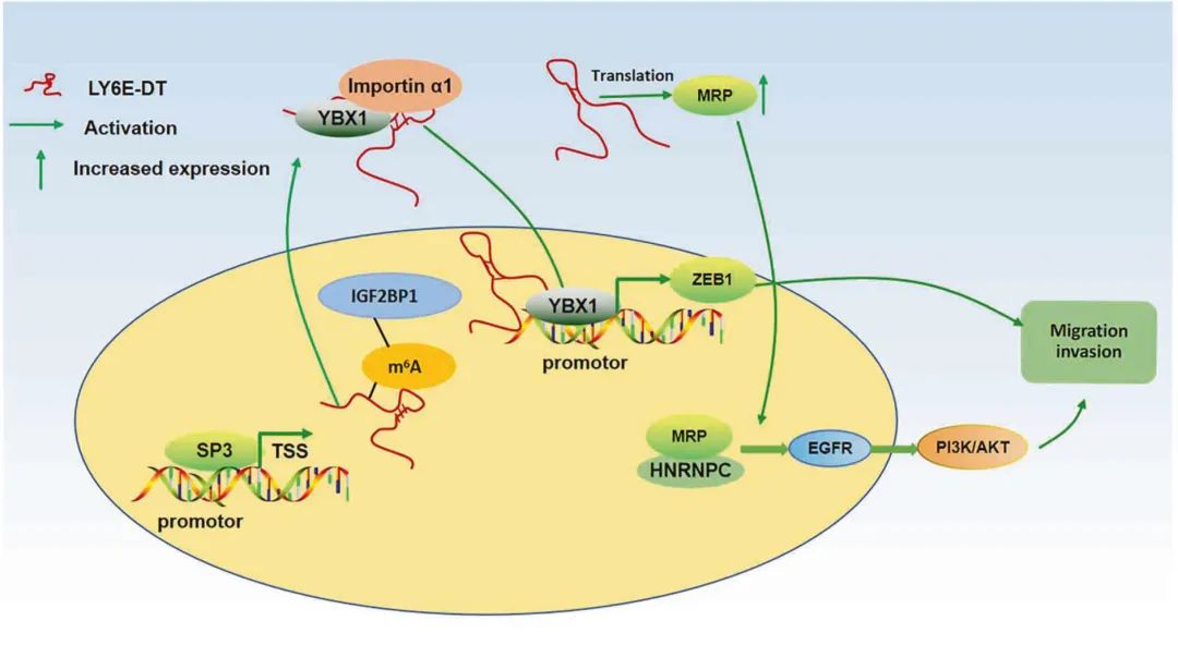lncRNA研究进展盘点丨20231222期