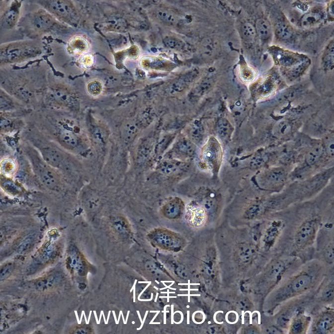 786-O人肾透明细胞腺癌细胞