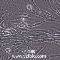 C-33A人子宫颈癌