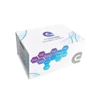 VERO C1008 (E6)非洲绿猴肾细胞