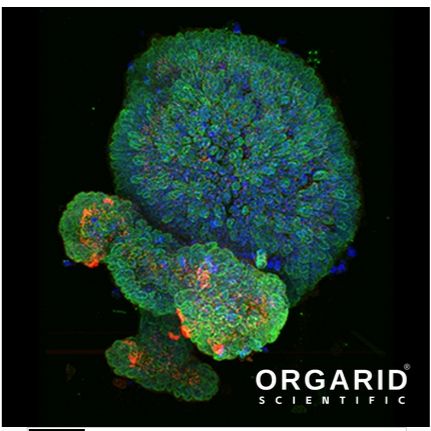 肝脏类器官（鼠）